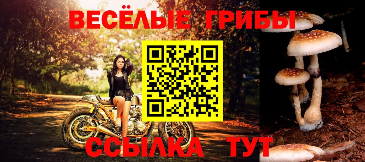 Псилоцибиновые грибы Cubensis Конаково